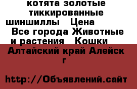 котята золотые тиккированные шиншиллы › Цена ­ 8 000 - Все города Животные и растения » Кошки   . Алтайский край,Алейск г.